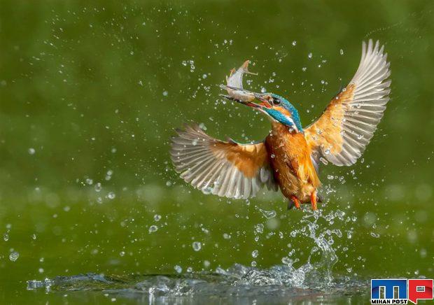 برندگان مسابقه عکاسی حیات وحش را مشاهده کنید + عکس 5 برندگان مسابقه عکاسی حیات وحش