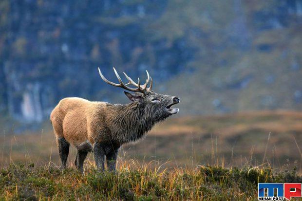 برندگان مسابقه عکاسی حیات وحش را مشاهده کنید + عکس 6 برندگان مسابقه عکاسی حیات وحش