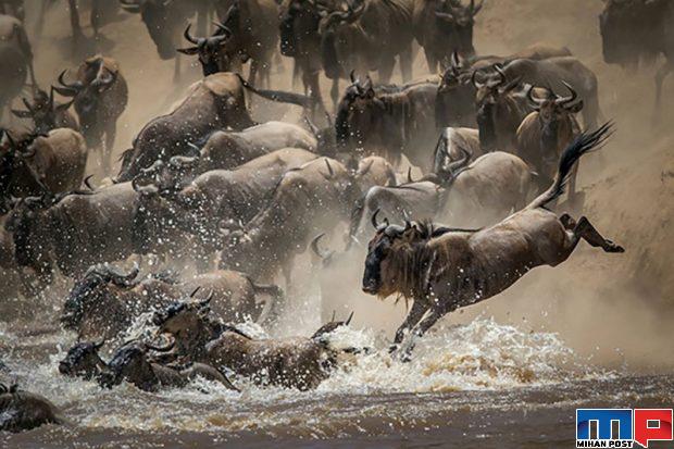 برندگان مسابقه عکاسی حیات وحش را مشاهده کنید + عکس 2 برندگان مسابقه عکاسی حیات وحش