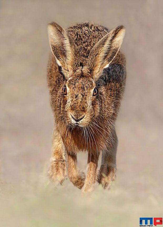 برندگان مسابقه عکاسی حیات وحش را مشاهده کنید + عکس 7 برندگان مسابقه عکاسی حیات وحش