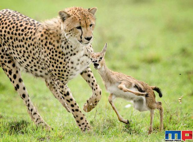 برندگان مسابقه عکاسی حیات وحش را مشاهده کنید + عکس 8 برندگان مسابقه عکاسی حیات وحش