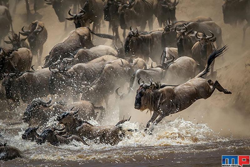 برندگان مسابقه عکاسی حیات وحش را مشاهده کنید + عکس 7 برندگان مسابقه عکاسی حیات وحش