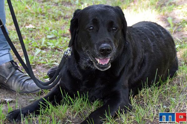 تشخیص کرونا با سگ های آموزش دیده دانشمندان آلمانی 16 تشخیص کرونا با سگ
