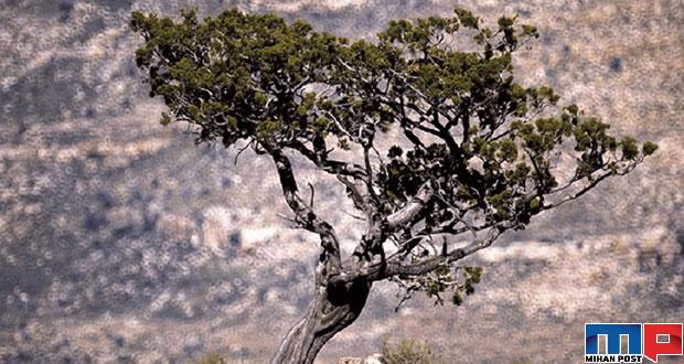 سرو کلان ویلیام کهن ترین درخت جهان در خطر انقراض 11 سرو کلان ویلیام