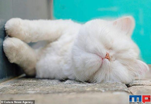 عکس های گربه پرشین نابینا به نام موئت که حالا معروف شده است 2 عکس های گربه پرشین نابینا