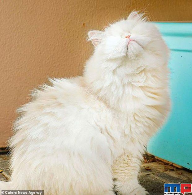 عکس های گربه پرشین نابینا