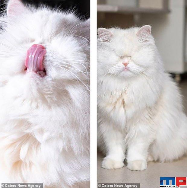 عکس های گربه پرشین نابینا