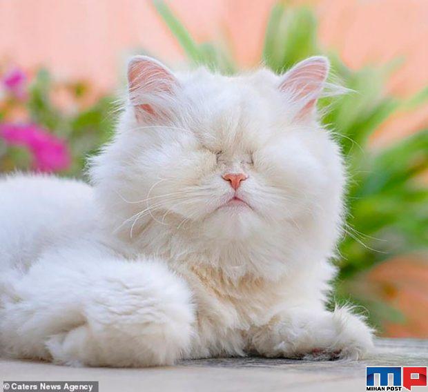عکس های گربه پرشین نابینا