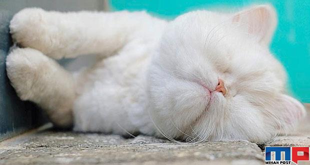 عکس های گربه پرشین نابینا به نام موئت که حالا معروف شده است 1 عکس های گربه پرشین نابینا