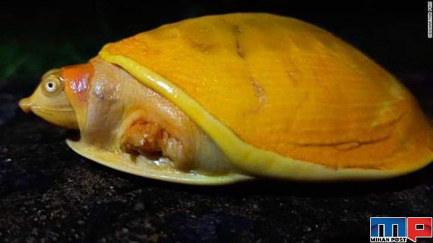 لاکپشت زرد رنگ در هند توسط یک کشاورز کشف شد + عکس 4 لاکپشت زرد رنگ در هند