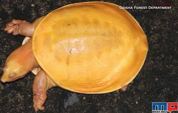 لاکپشت زرد رنگ در هند توسط یک کشاورز کشف شد + عکس 3 لاکپشت زرد رنگ در هند