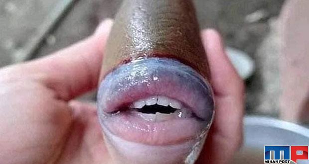 ماهی با لب های شبیه به انسان
