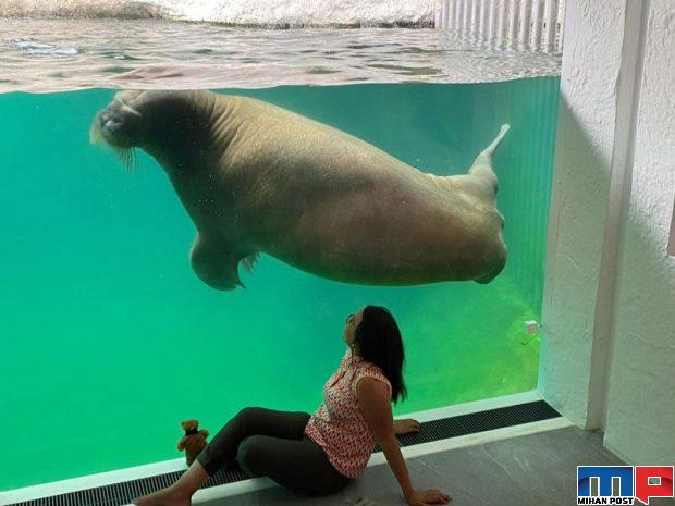 هتل زیرآبی در باغ وحش در شهر بروژولت بلژیک افتتاح شد 4 هتل زیرآبی در باغ وحش