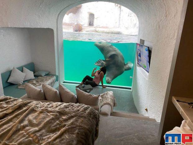 هتل زیرآبی در باغ وحش در شهر بروژولت بلژیک افتتاح شد 3 هتل زیرآبی در باغ وحش