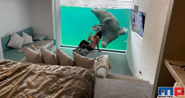 هتل زیرآبی در باغ وحش در شهر بروژولت بلژیک افتتاح شد 9 هتل زیرآبی در باغ وحش