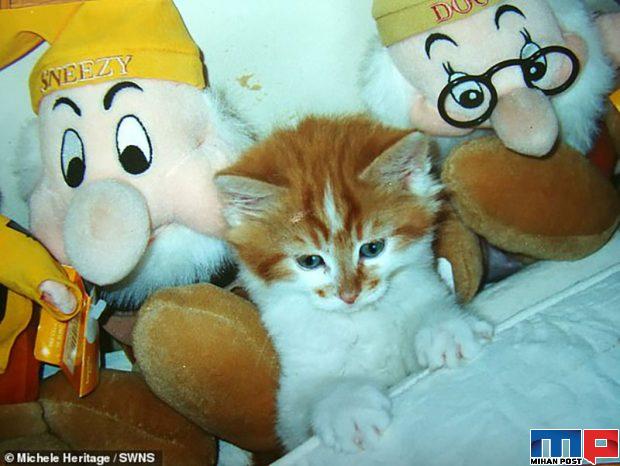 پیرترین گربه دنیا