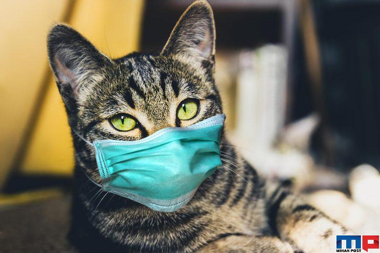 انتقال ویروس کرونا توسط گربه ها