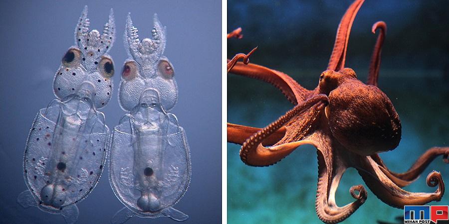 ایجاد ماهی مرکب شفاف با دستکاری ژنتیکی ! 1 ایجاد ماهی مرکب شفاف