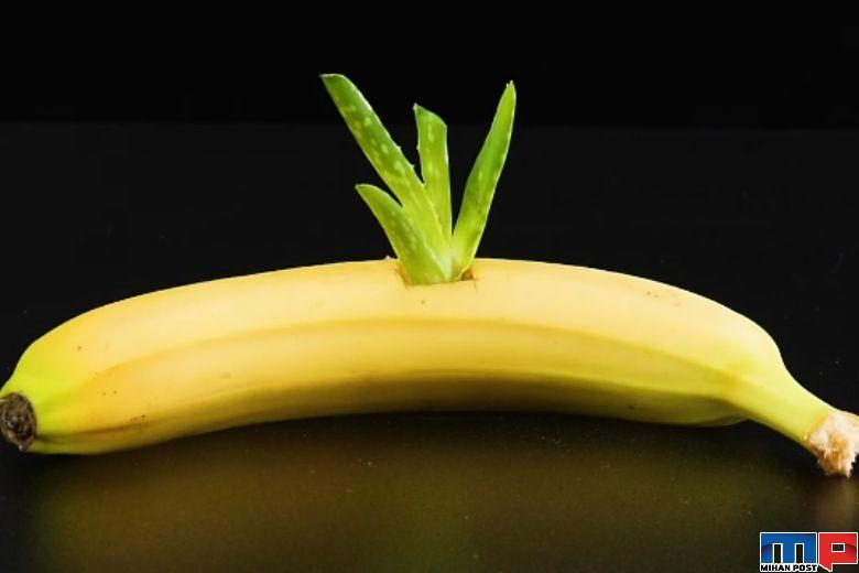 پرورش گیاه آلوئه ورا و ترفندی برای رشد سریع تر آن در منزل 5 پرورش گیاه آلوئه ورا