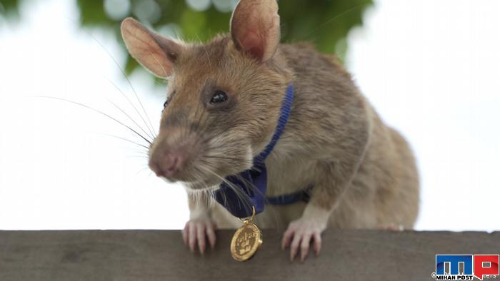 اهدای بالاترین نشان شجاعت جهان به موشی با نام ماگاوا 7 اهدای بالاترین نشان شجاعت جهان