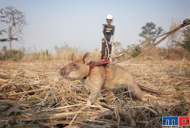 اهدای بالاترین نشان شجاعت جهان به موشی با نام ماگاوا 3 اهدای بالاترین نشان شجاعت جهان