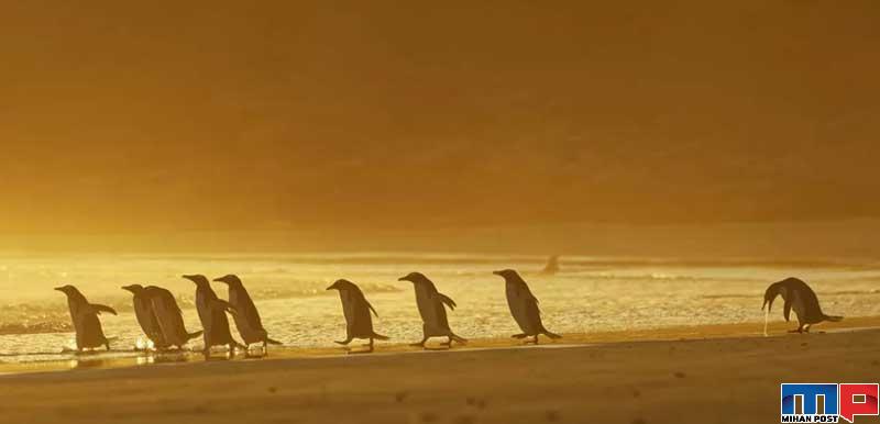 برندگان مسابقه عکاسی کمدی حیات وحش را بشناسید 2 برندگان مسابقه عکاسی کمدی حیات وحش