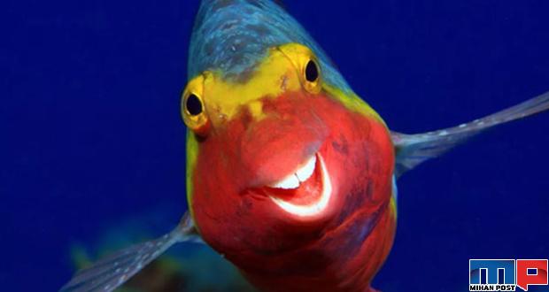 برندگان مسابقه عکاسی کمدی حیات وحش را بشناسید 3 برندگان مسابقه عکاسی کمدی حیات وحش