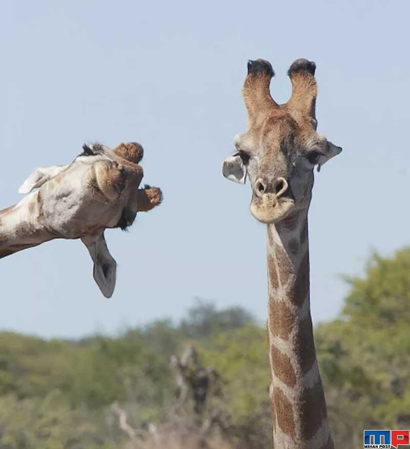 برندگان مسابقه عکاسی کمدی حیات وحش را بشناسید 9 برندگان مسابقه عکاسی کمدی حیات وحش
