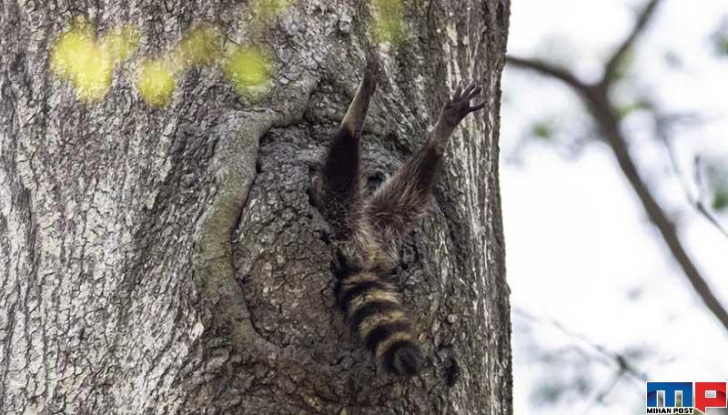 برندگان مسابقه عکاسی کمدی حیات وحش را بشناسید 10 برندگان مسابقه عکاسی کمدی حیات وحش