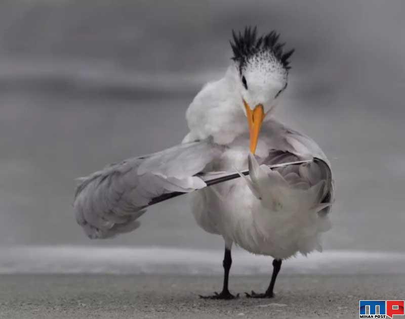 برندگان مسابقه عکاسی کمدی حیات وحش را بشناسید 8 برندگان مسابقه عکاسی کمدی حیات وحش