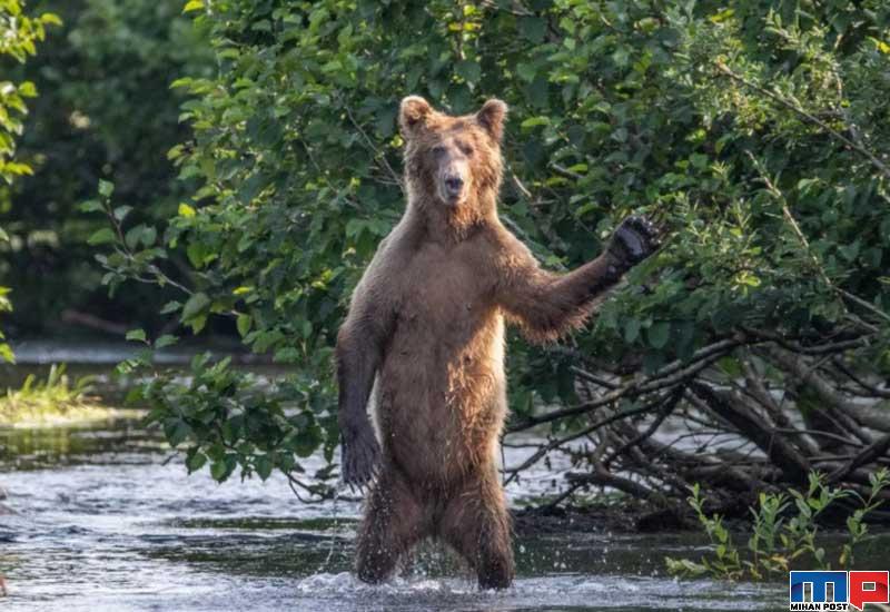 برندگان مسابقه عکاسی کمدی حیات وحش را بشناسید 7 برندگان مسابقه عکاسی کمدی حیات وحش