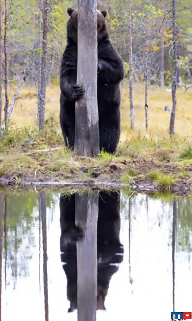 برندگان مسابقه عکاسی کمدی حیات وحش را بشناسید 6 برندگان مسابقه عکاسی کمدی حیات وحش