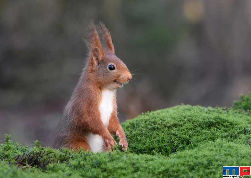 برندگان مسابقه عکاسی کمدی حیات وحش را بشناسید 5 برندگان مسابقه عکاسی کمدی حیات وحش