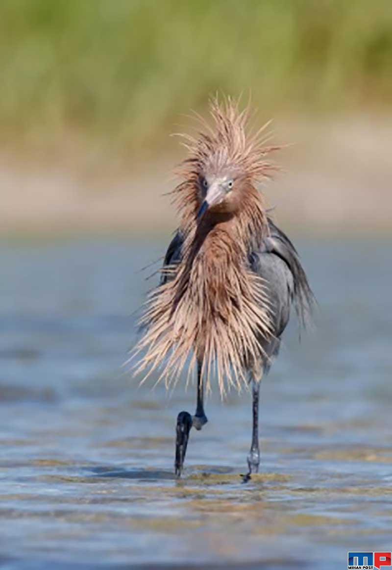 برندگان مسابقه عکاسی کمدی حیات وحش را بشناسید 4 برندگان مسابقه عکاسی کمدی حیات وحش