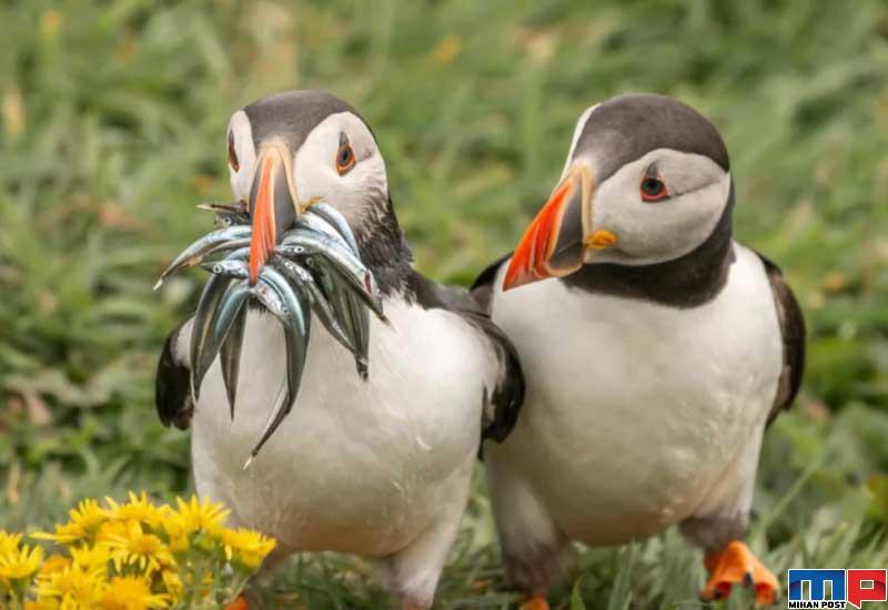 برندگان مسابقه عکاسی کمدی حیات وحش را بشناسید 3 برندگان مسابقه عکاسی کمدی حیات وحش