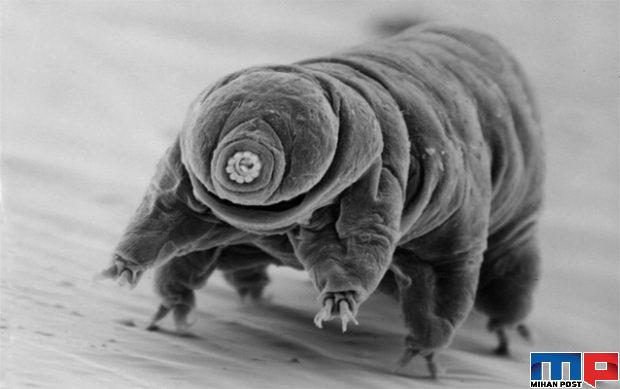 تاردیگرید tardigrade مقاومترین موجود روی زمین را بیشتر بشناسید ؟ 3 تاردیگرید