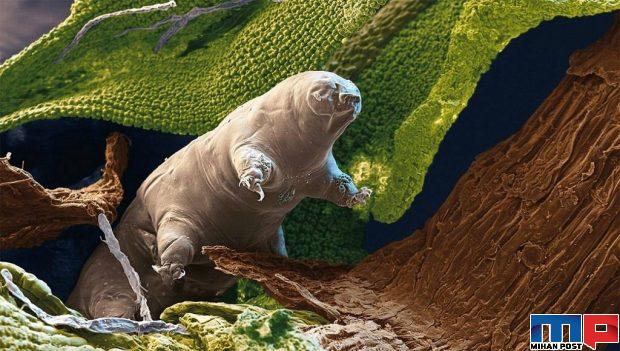 تاردیگرید tardigrade مقاومترین موجود روی زمین را بیشتر بشناسید ؟ 2 تاردیگرید