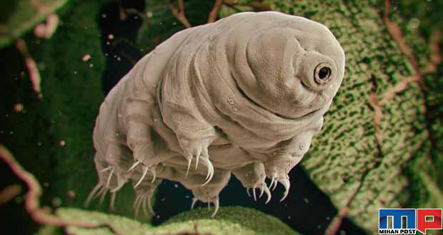 تاردیگرید tardigrade مقاومترین موجود روی زمین را بیشتر بشناسید ؟ 7 تاردیگرید