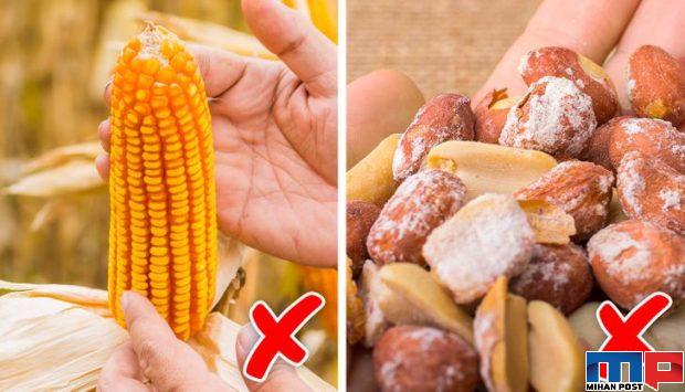 خوردن غذای کپک زده چه مشکلاتی برای انسان به وجود می آورد 2 خوردن غذای کپک زده