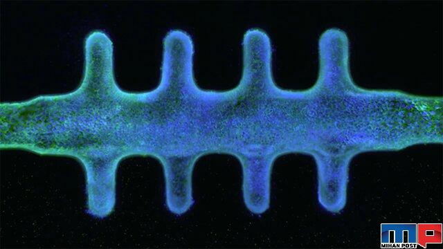 ساخت روده انسان روی تراشه الکترونیکی در سوئیس 1 ساخت روده انسان