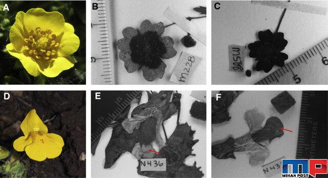 تغییر رنگ گل ها به دلیل گرمایش بیش از اندازه زمین ! 1 تغییر رنگ گل ها