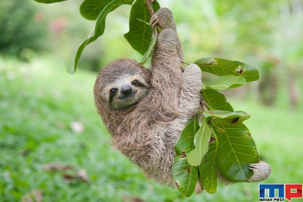 حقایق جالب در مورد تنبل ها