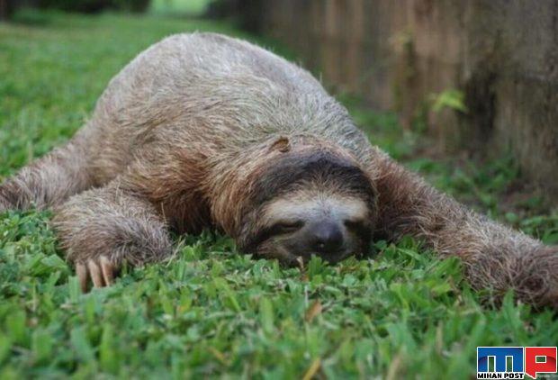 حقایق جالب در مورد تنبل ها