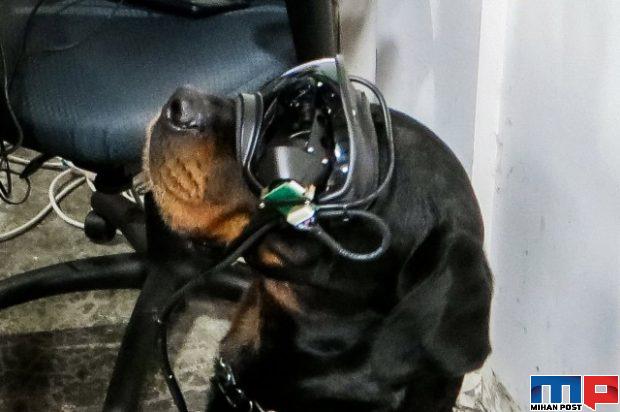 سگ‌ های ارتش آمریکا