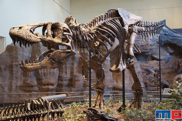 کامل ترین اسکلت تیرانوسوروس رکس جهان به فروش رفت 2 کامل ترین اسکلت تیرانوسوروس رکس جهان