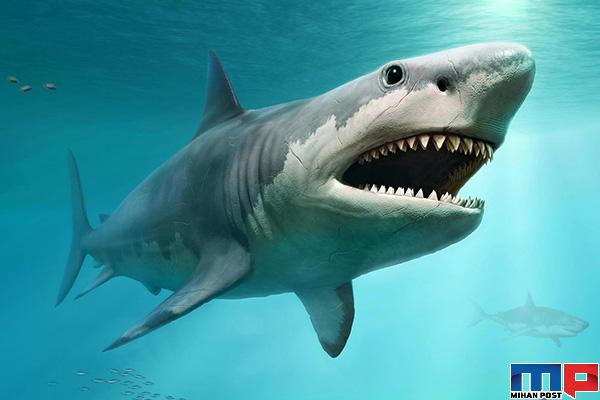 کوسه مگالودون بزرگترین شکارچی در اقیانوس ها را بشناسید 25 کوسه مگالودون