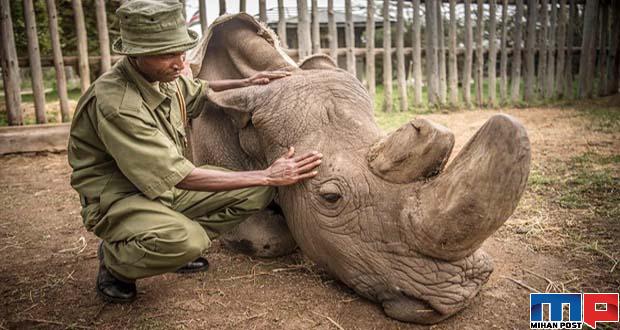 دودل گوگل با غول مهربان ، آخرین کرگدن نرِ سفید شمالی ! 13 آخرین کرگدن نرِ سفید شمالی