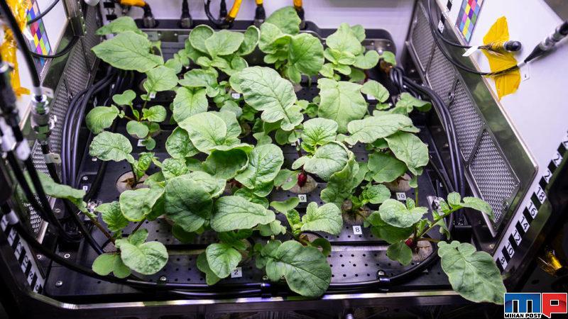 کشت تربچه در فضا توسط یکی از فضانوردان سازمان ناسا 6 کشت تربچه در فضا