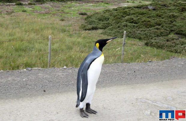 تنهاترین پنگوئن‌های جهان