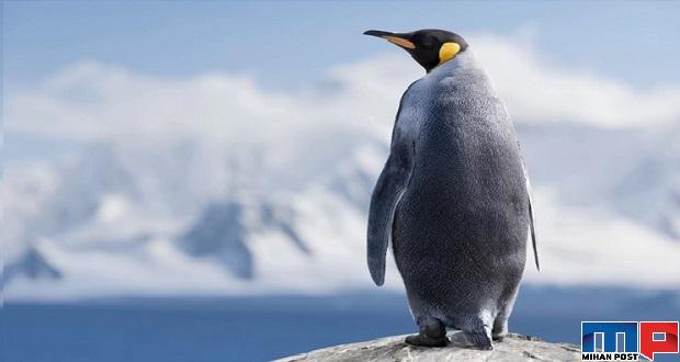 تنهاترین پنگوئن‌های جهان